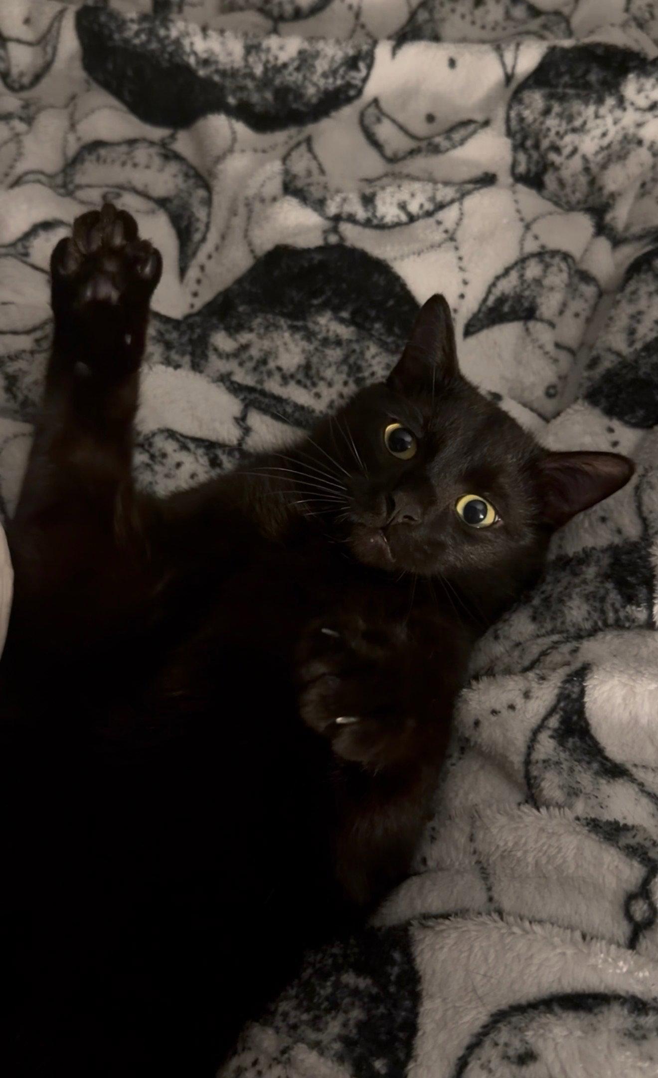 Loki, Adopted, Young Male Domestic Short Hair.