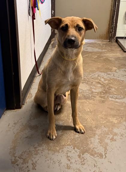 Sprinkles, a ADOPTABLE mixed breed in Red Bluff, CA image 4/4