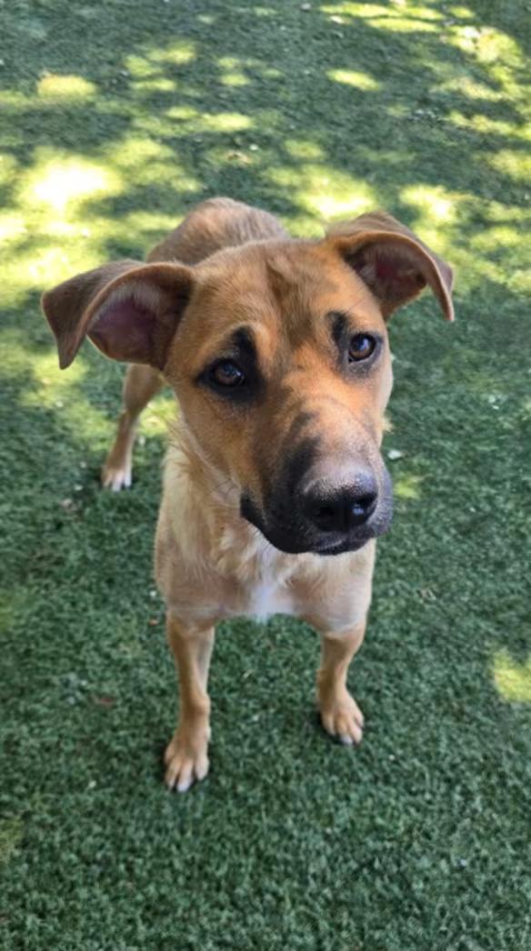 Sprinkles, a ADOPTABLE mixed breed in Red Bluff, CA image 3/4