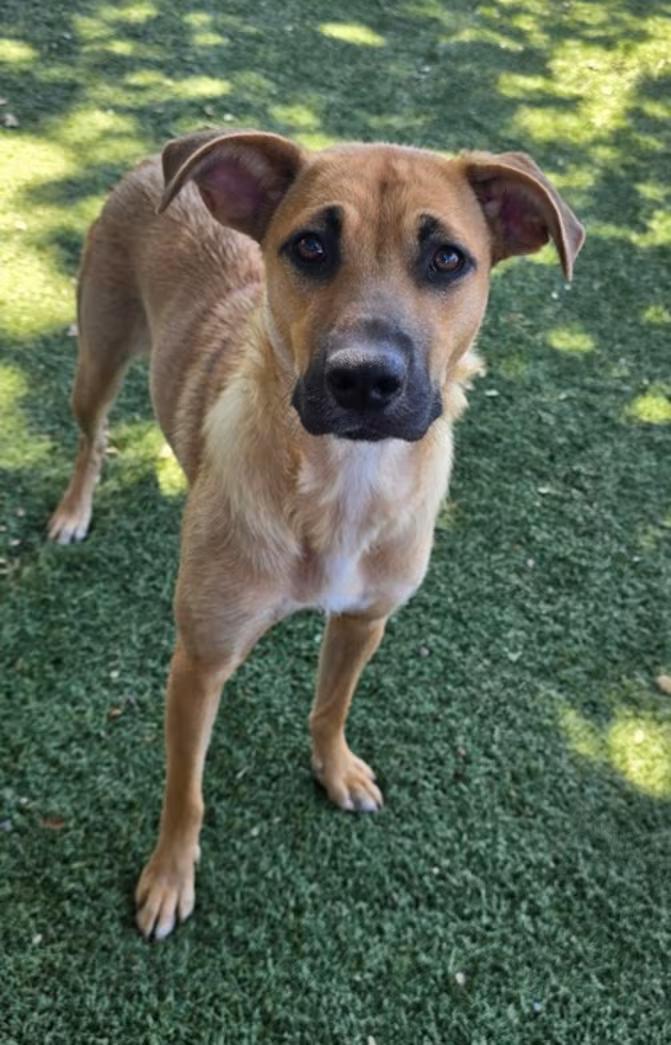 Sprinkles, ADOPTABLE, Young Female Shepherd.