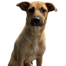 Sprinkles, a ADOPTABLE mixed breed in Red Bluff, CA image 2/4