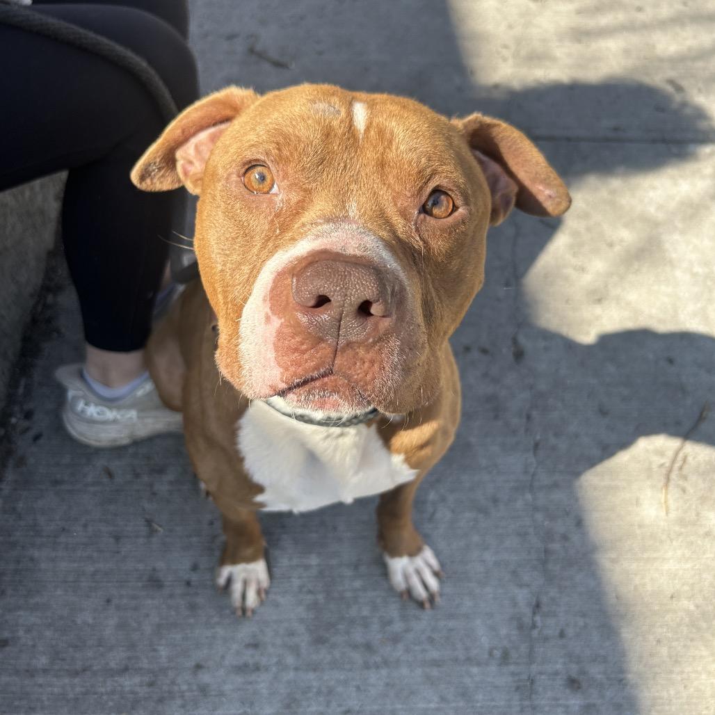 Grover, Adoptable, Young Male Pit Bull Terrier.