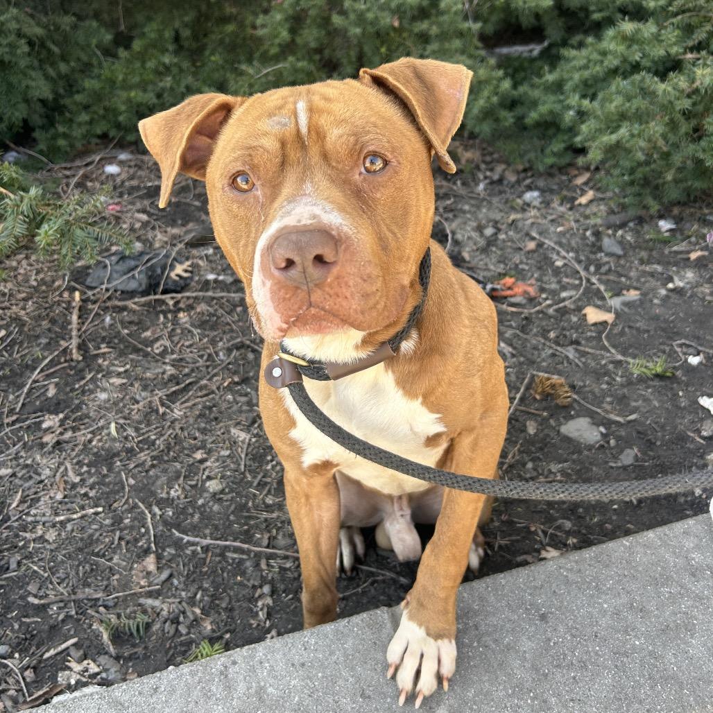 Enlarge Grover, a Adoptable Pit Bull Terrier in Weimar, CA image 2/6