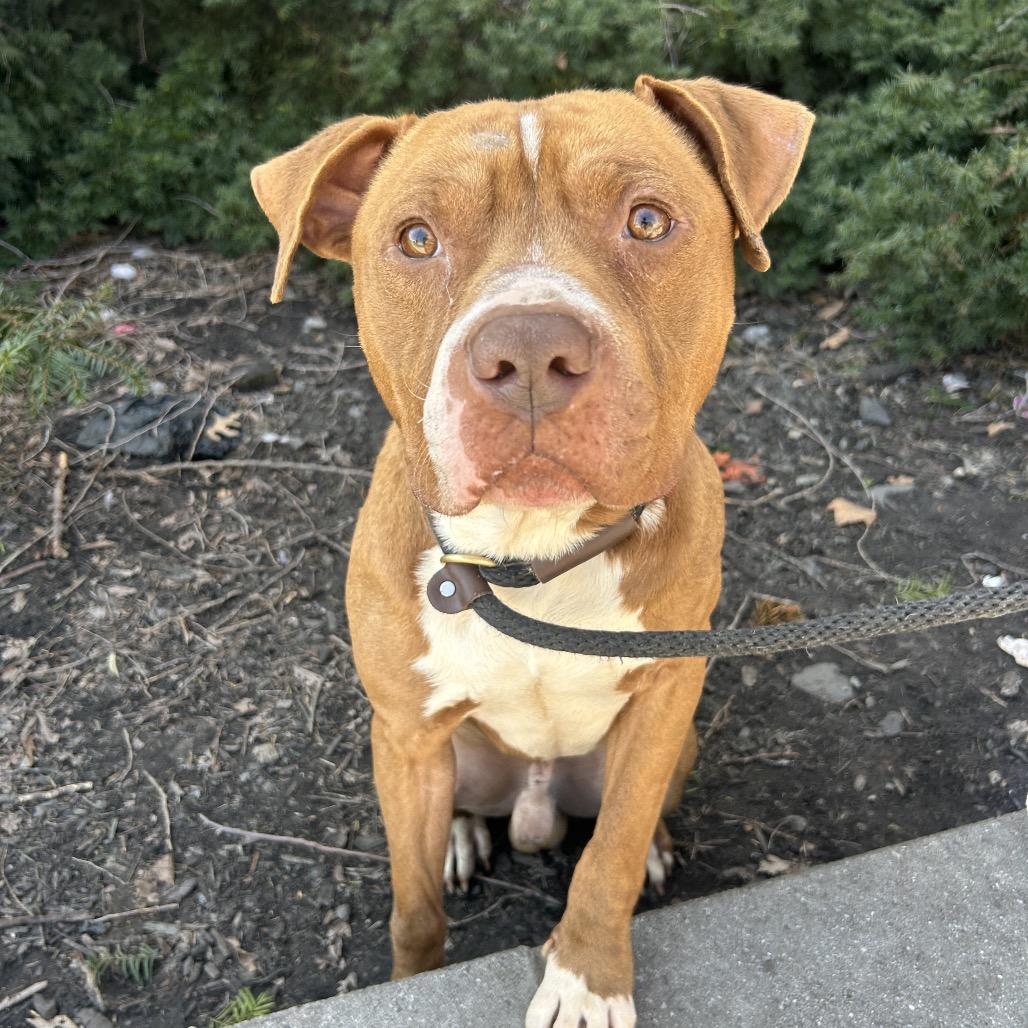 Enlarge Grover, a Adoptable Pit Bull Terrier in Weimar, CA image 3/6