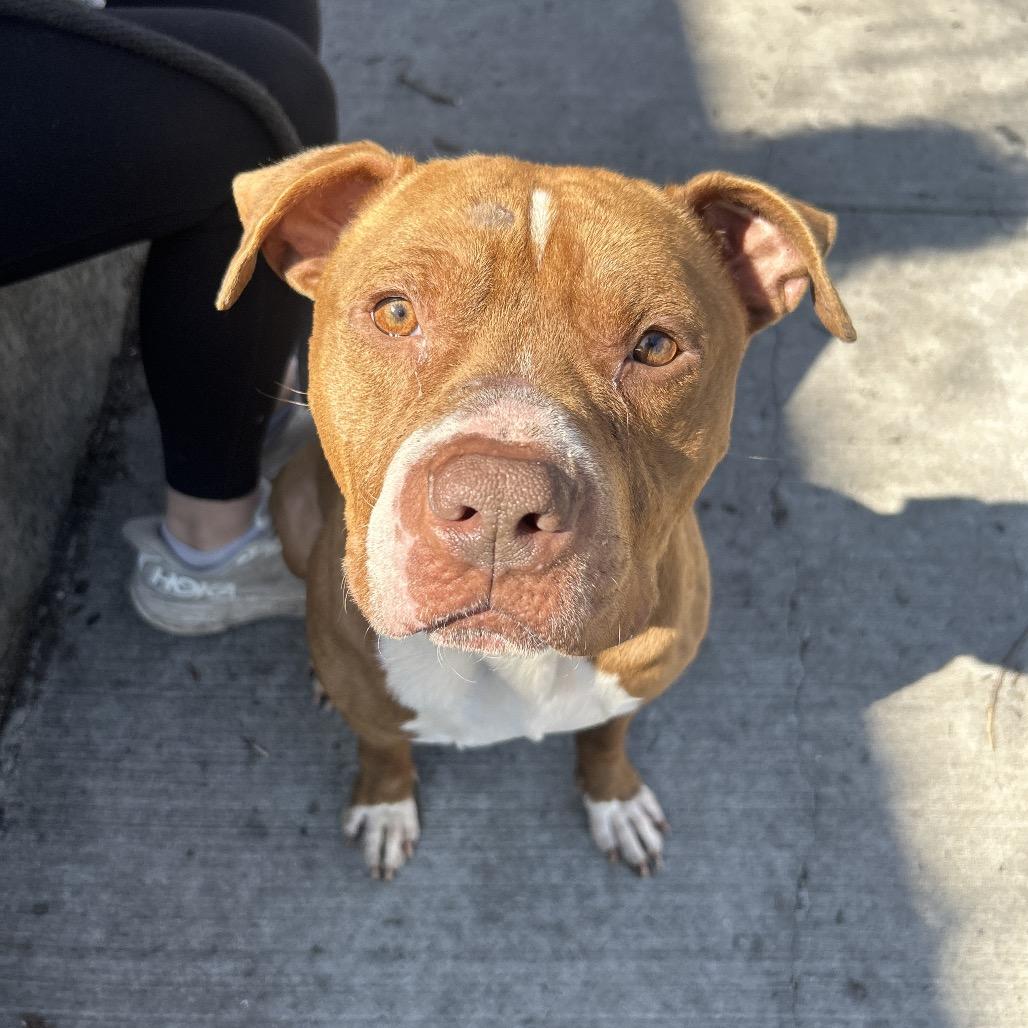Enlarge Grover, a Adoptable Pit Bull Terrier in Weimar, CA image 4/6