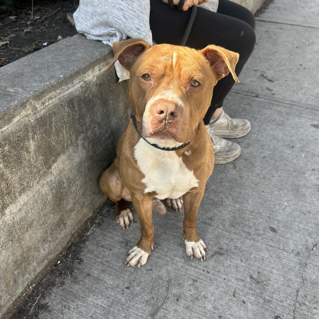 Enlarge Grover, a Adoptable Pit Bull Terrier in Weimar, CA image 6/6