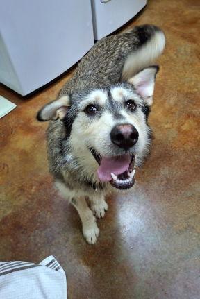 Tex, Adopted, Adult Male Husky & Airedale Terrier.