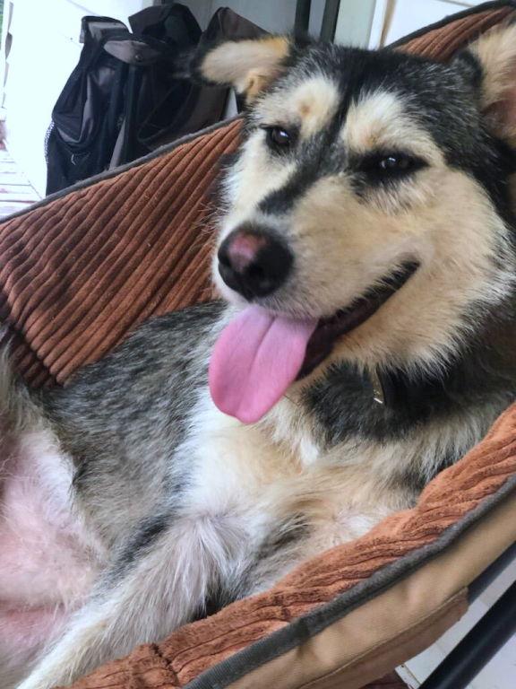 Tex, a Adopted mixed breed in Mountain View, AR image 2/3