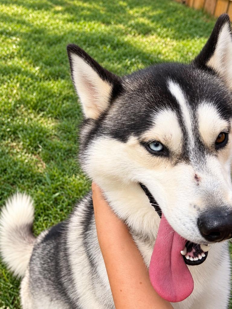Ghost, Adoptable, Young Male Husky.