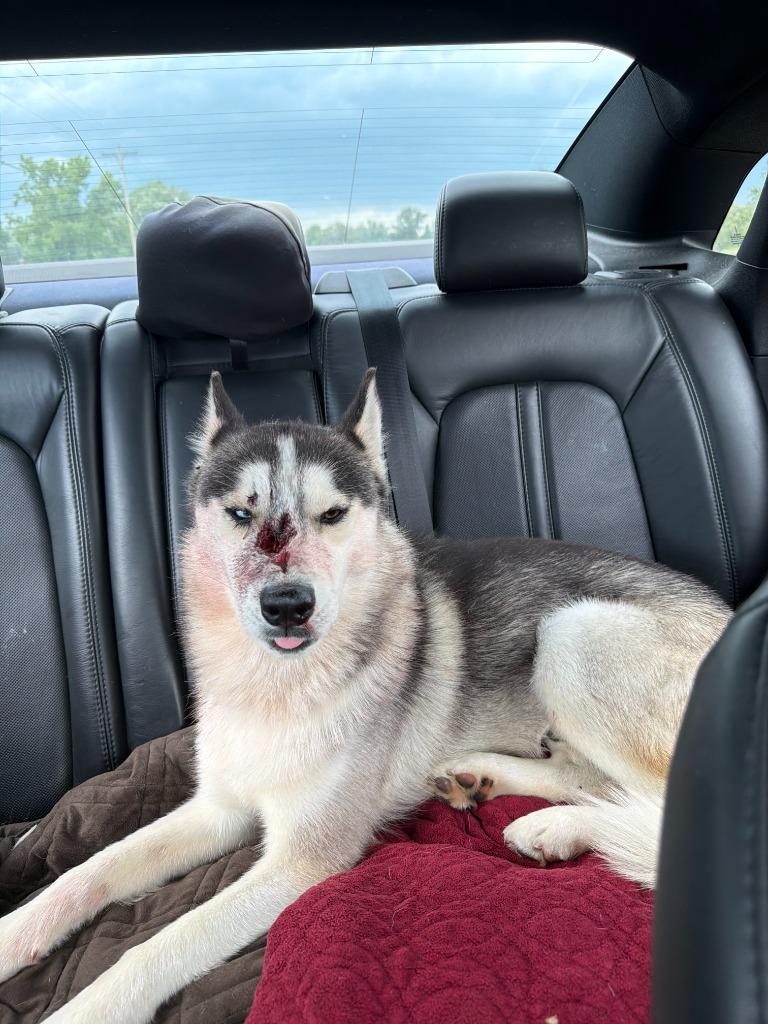 Enlarge Ghost, a Adoptable Husky in Centralia, IL image 2/5