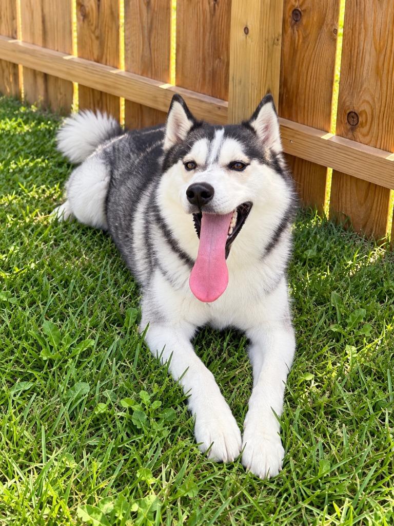 Enlarge Ghost, a Adoptable Husky in Centralia, IL image 3/5