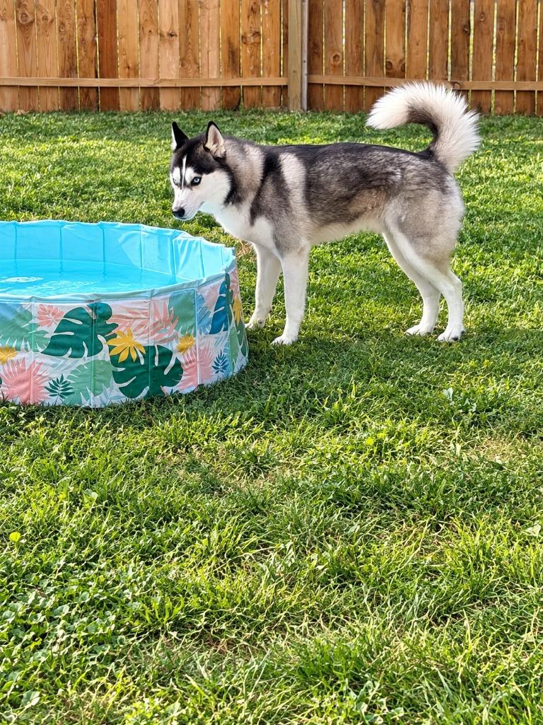 Enlarge Ghost, a Adoptable Husky in Centralia, IL image 4/5