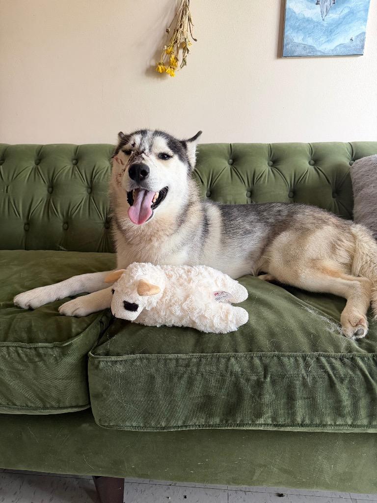 Enlarge Ghost, a Adoptable Husky in Centralia, IL image 5/5