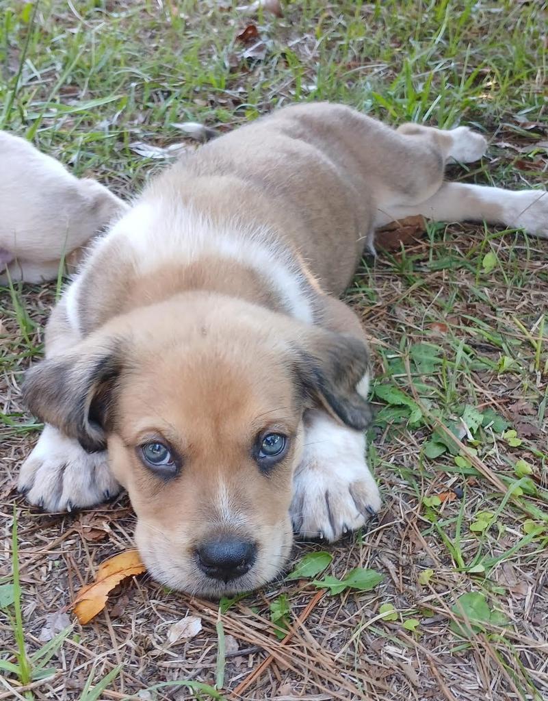 CAPPUCCINO, Adoptable, Puppy Male Mixed Breed.