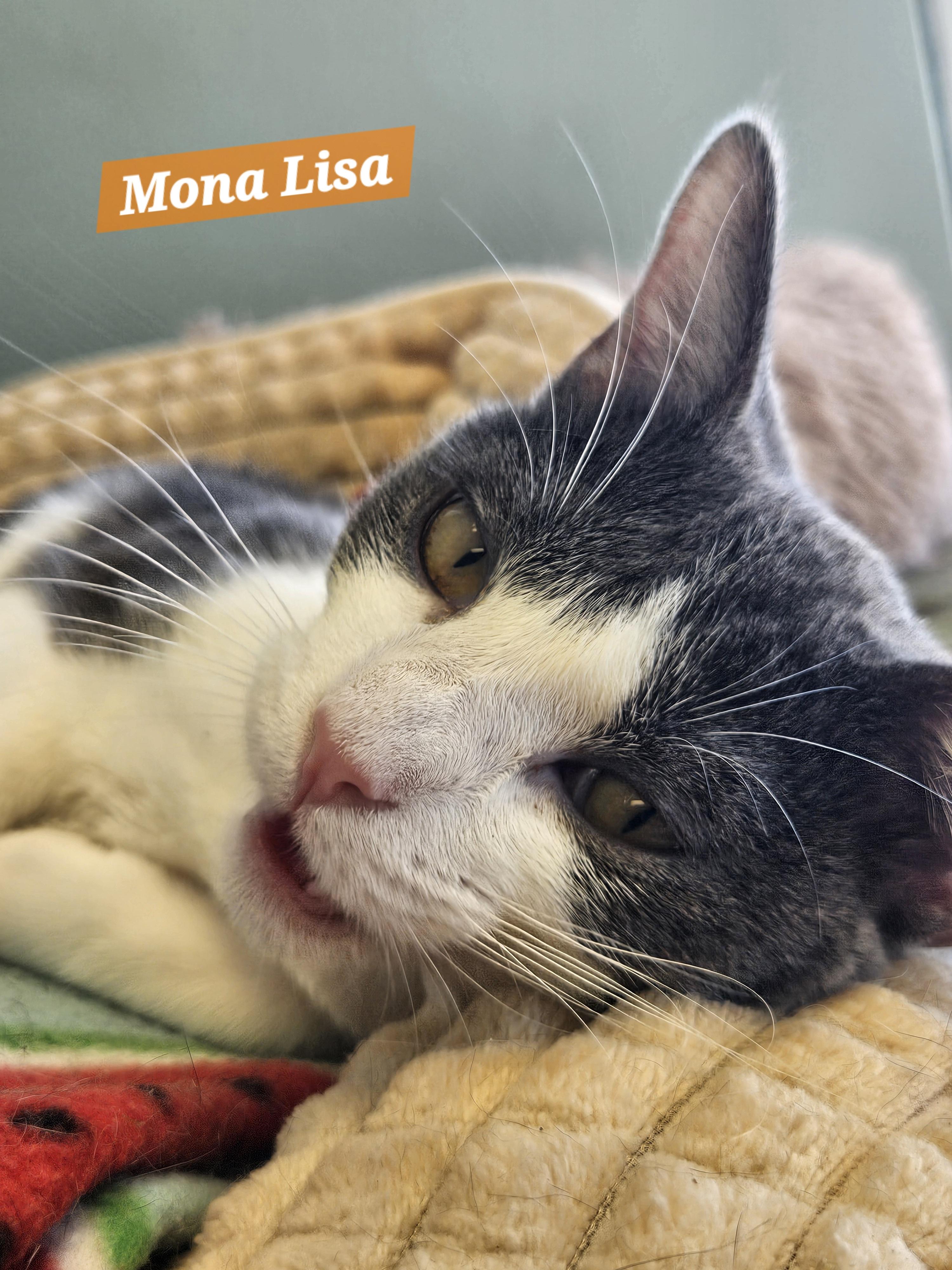 Enlarge Mona Lisa, a Adoptable Domestic Short Hair in Orange, CA image 1/3