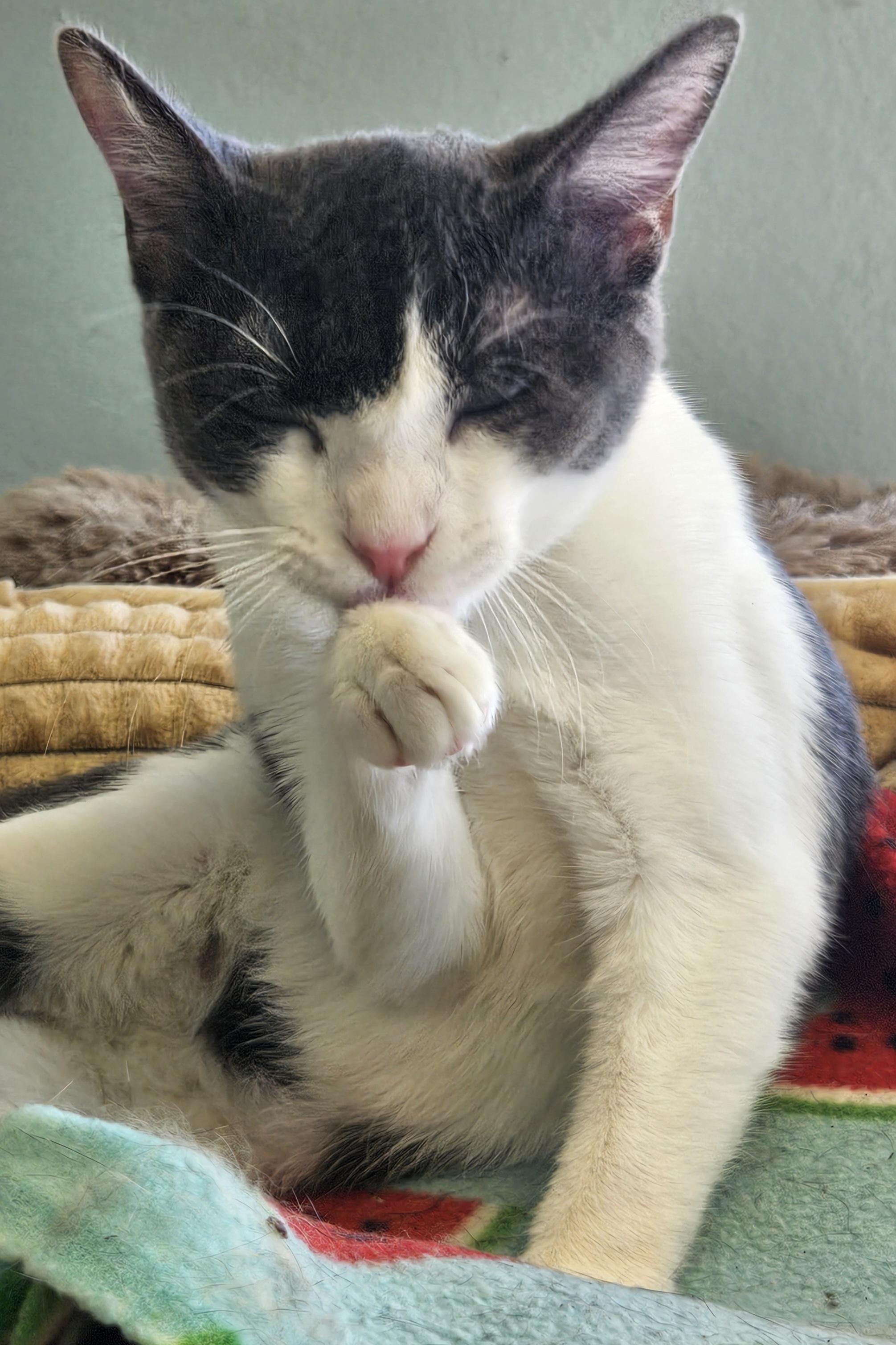 Enlarge Mona Lisa, a Adoptable Domestic Short Hair in Orange, CA image 2/3