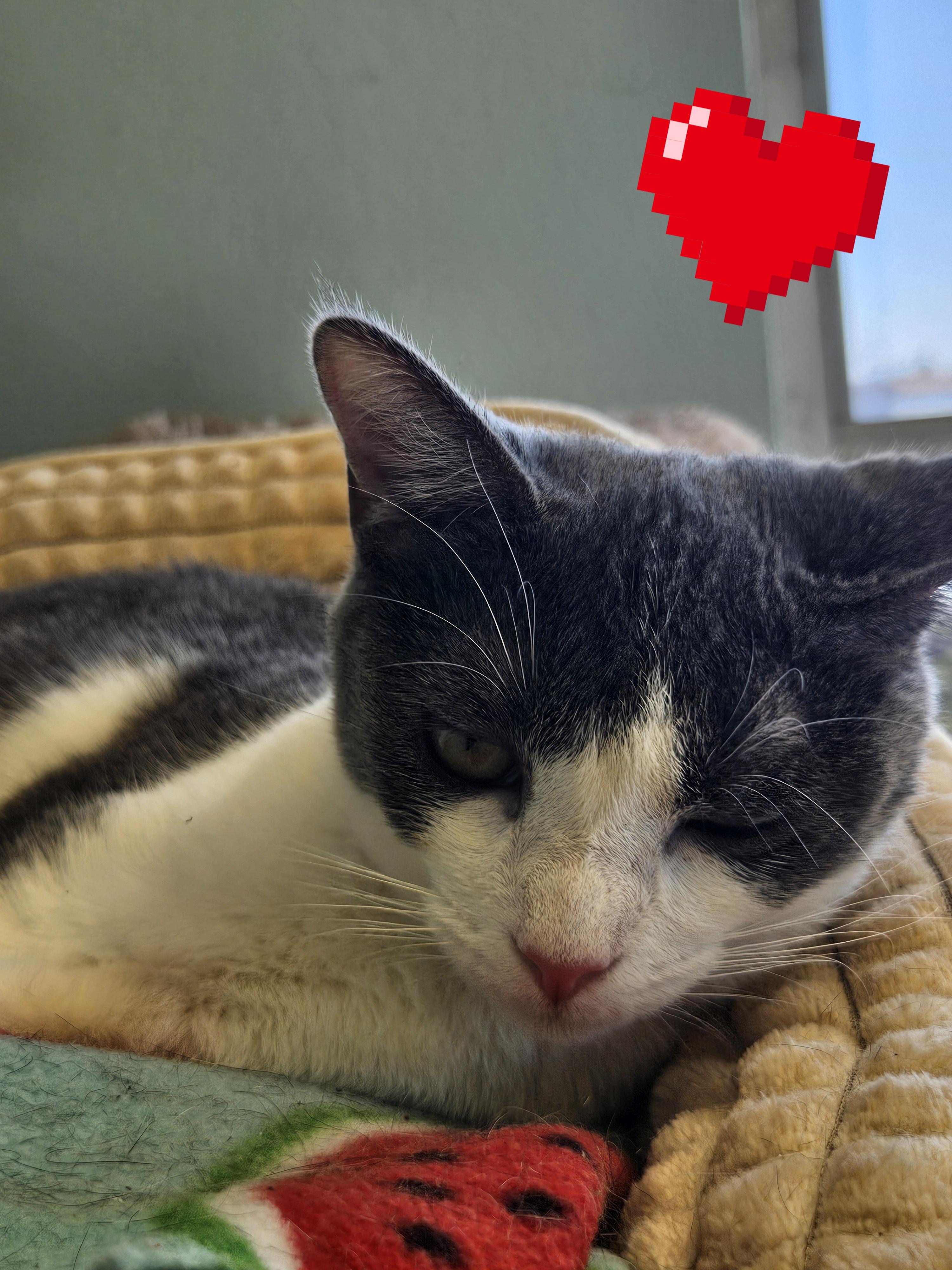 Enlarge Mona Lisa, a Adoptable Domestic Short Hair in Orange, CA image 3/3