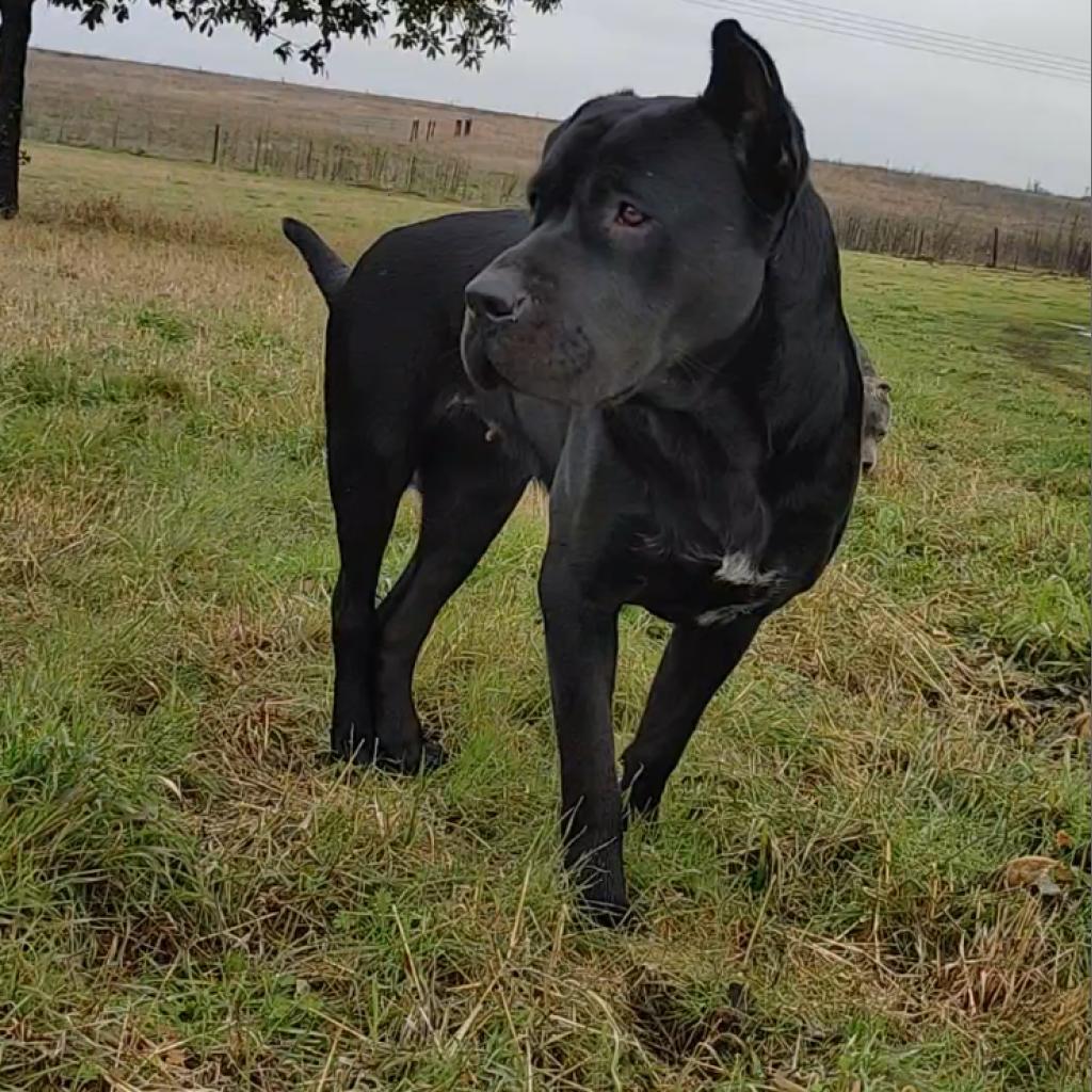 Petunia, Adult Female Pit Bull Terrier