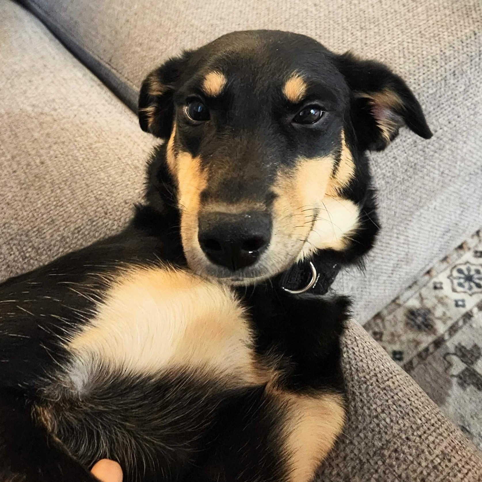 Addie, ADOPTABLE, Puppy Female Shepherd.