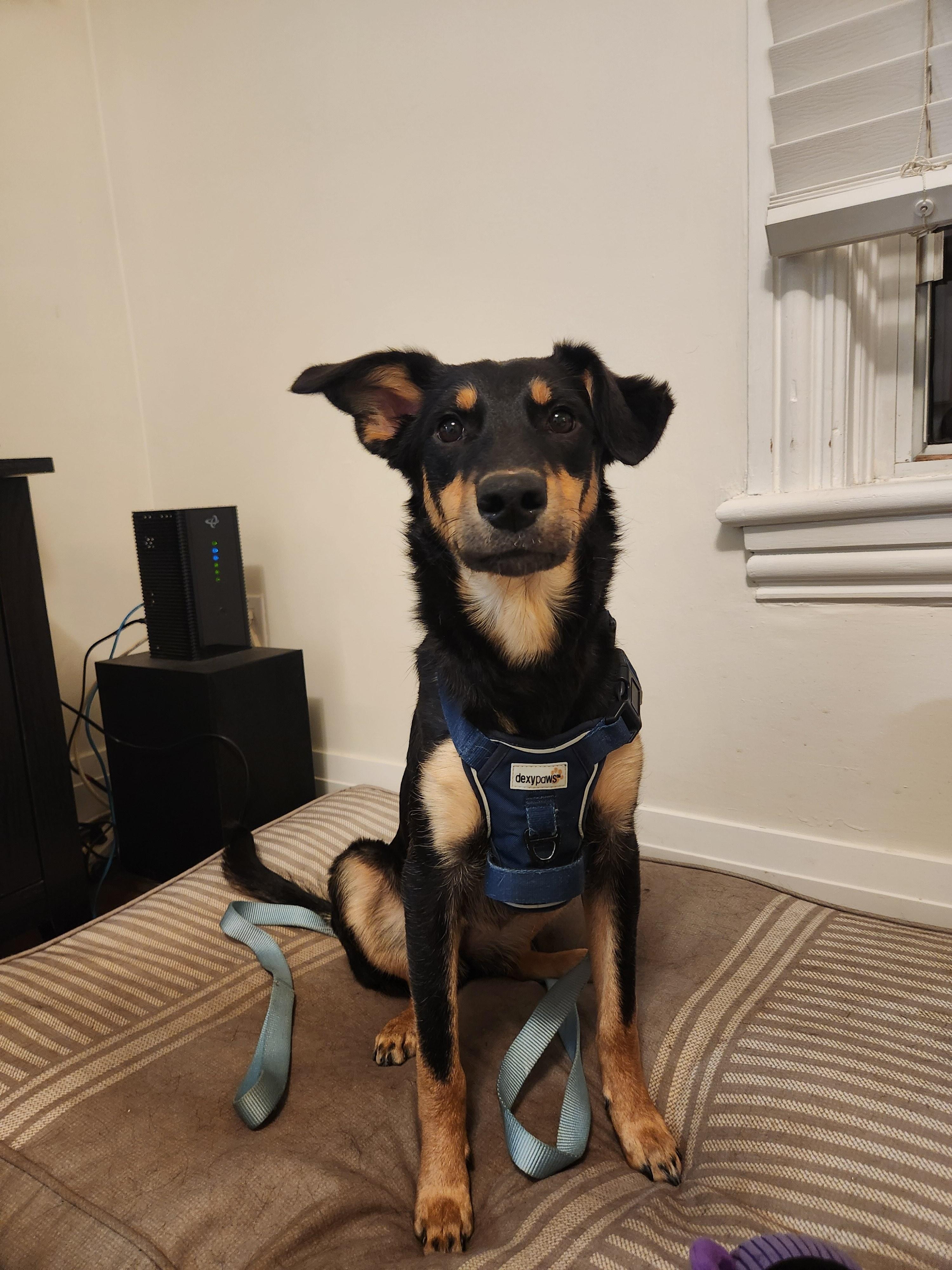 Enlarge Addie, a ADOPTABLE mixed breed in Oakville, ON image 2/6