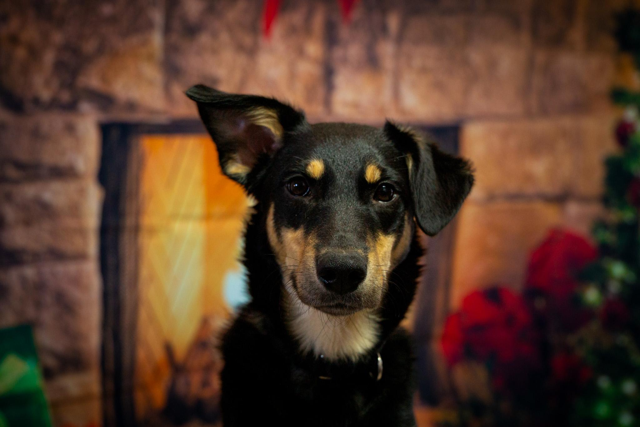 Enlarge Addie, a ADOPTABLE mixed breed in Oakville, ON image 3/6