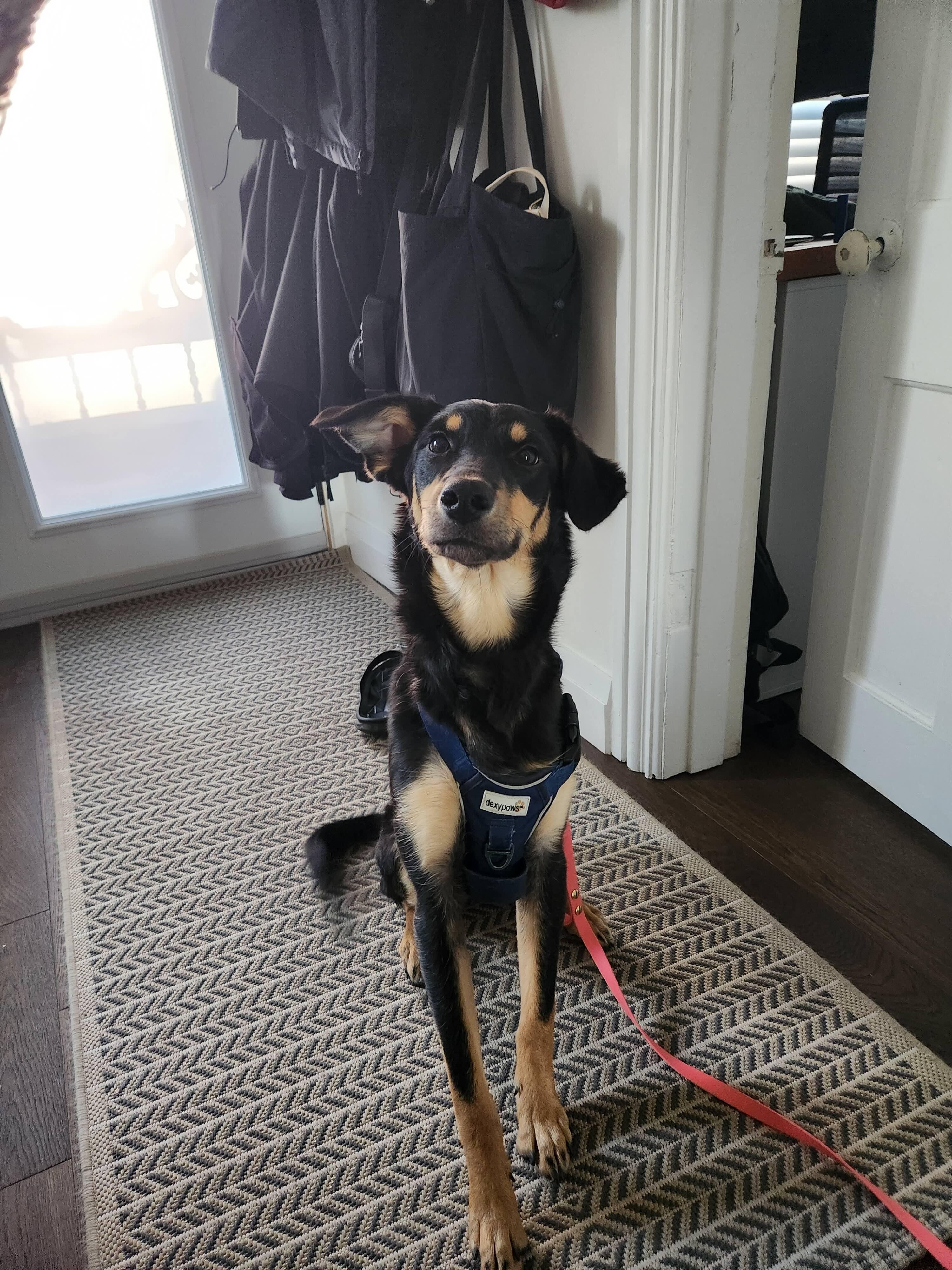 Enlarge Addie, a ADOPTABLE mixed breed in Oakville, ON image 4/6