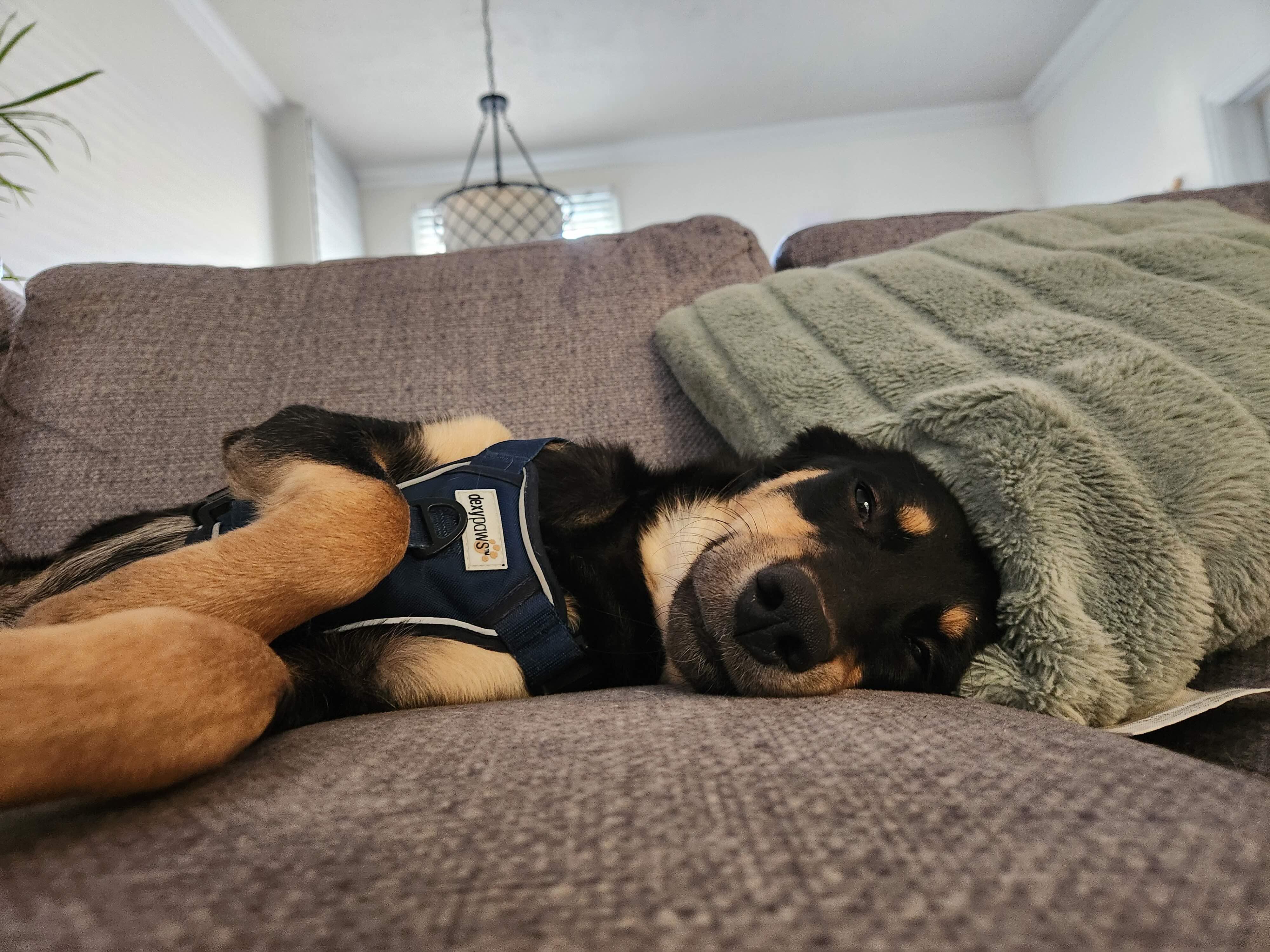 Enlarge Addie, a ADOPTABLE mixed breed in Oakville, ON image 5/6