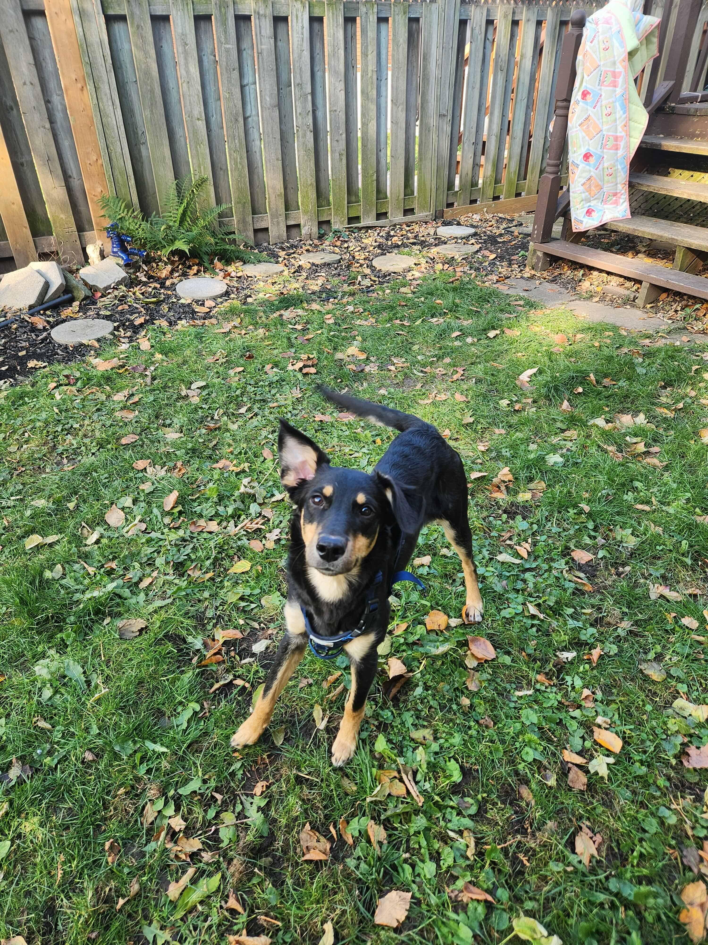 Enlarge Addie, a ADOPTABLE mixed breed in Oakville, ON image 6/6
