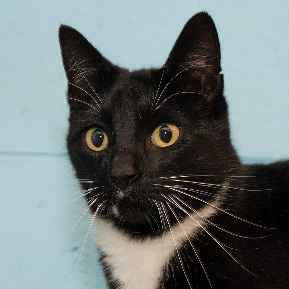 Sox, Adoptable, Young Male Domestic Short Hair.