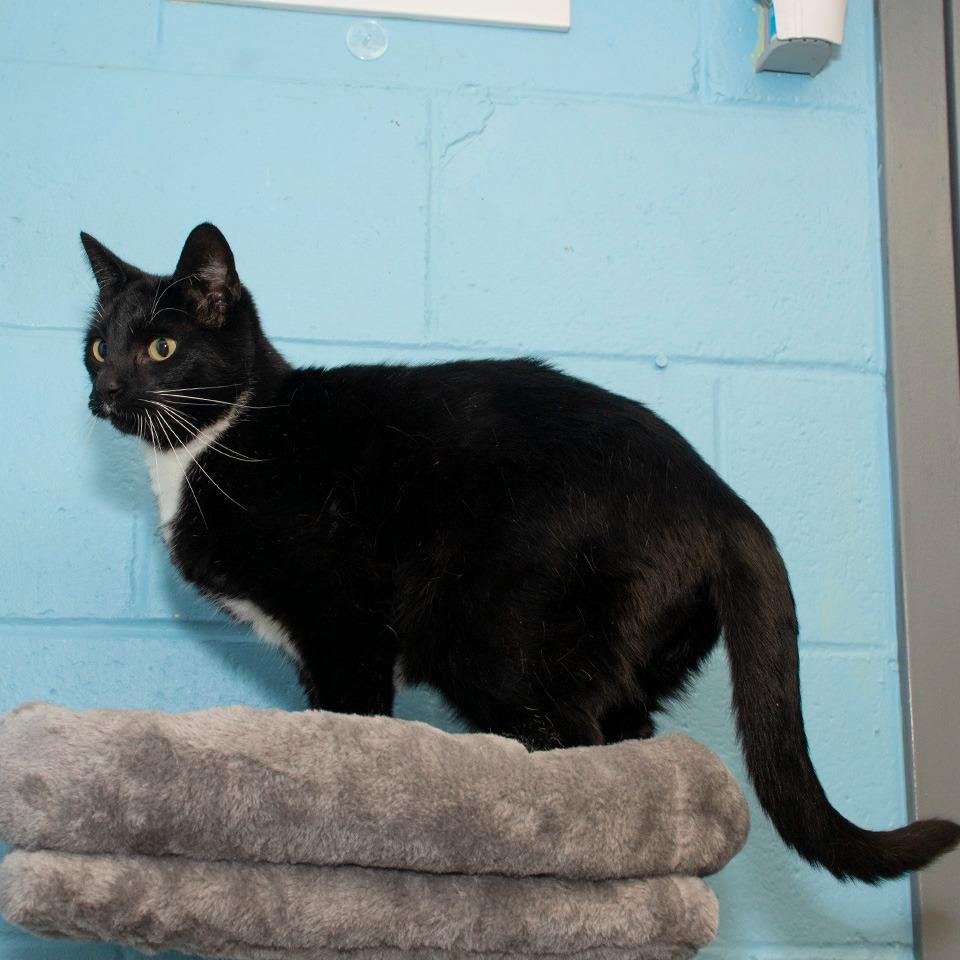 Enlarge Sox, a Adoptable Domestic Short Hair in Troy, OH image 2/2