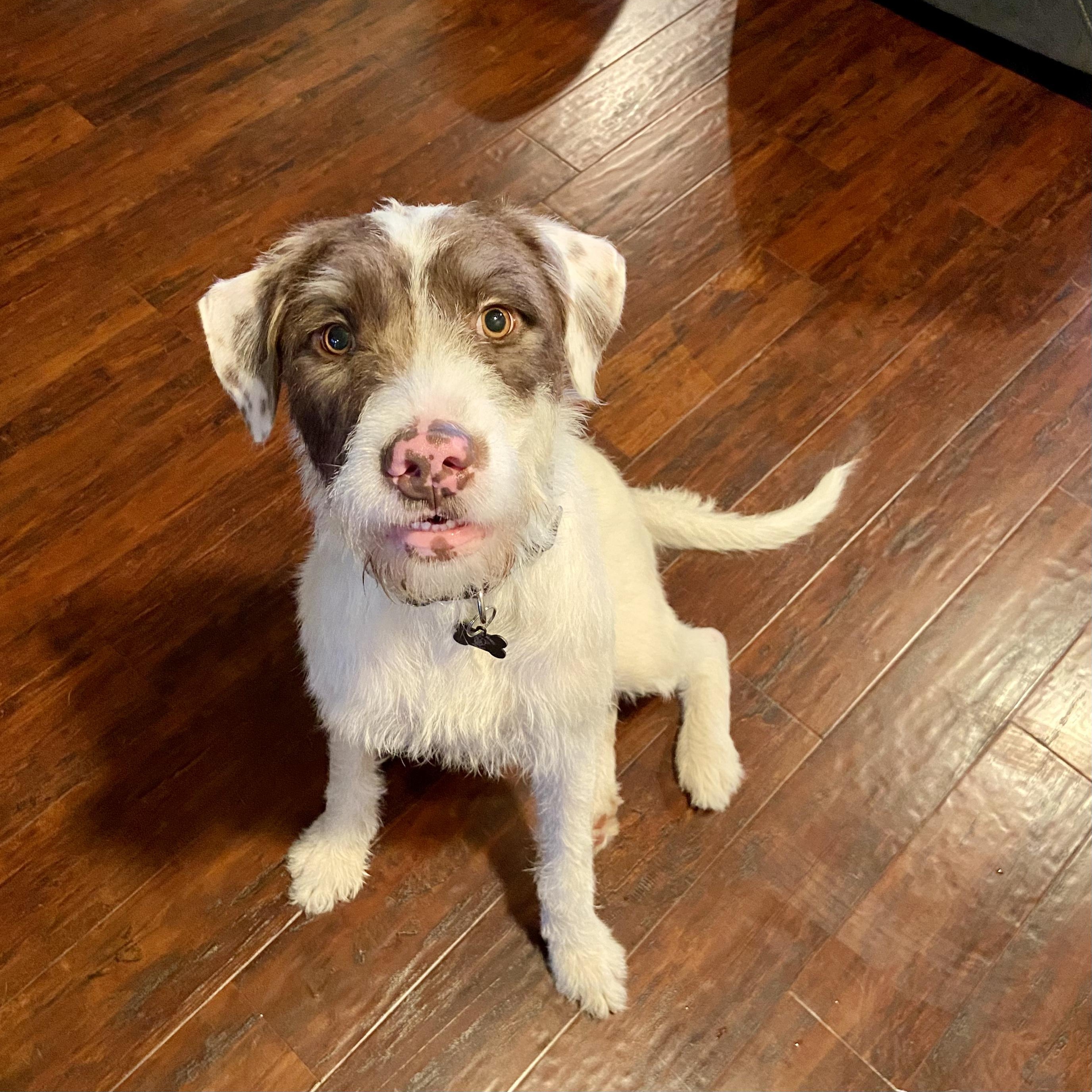 Enlarge Daphne, a Adoptable mixed breed in Austin, AR image 1/3