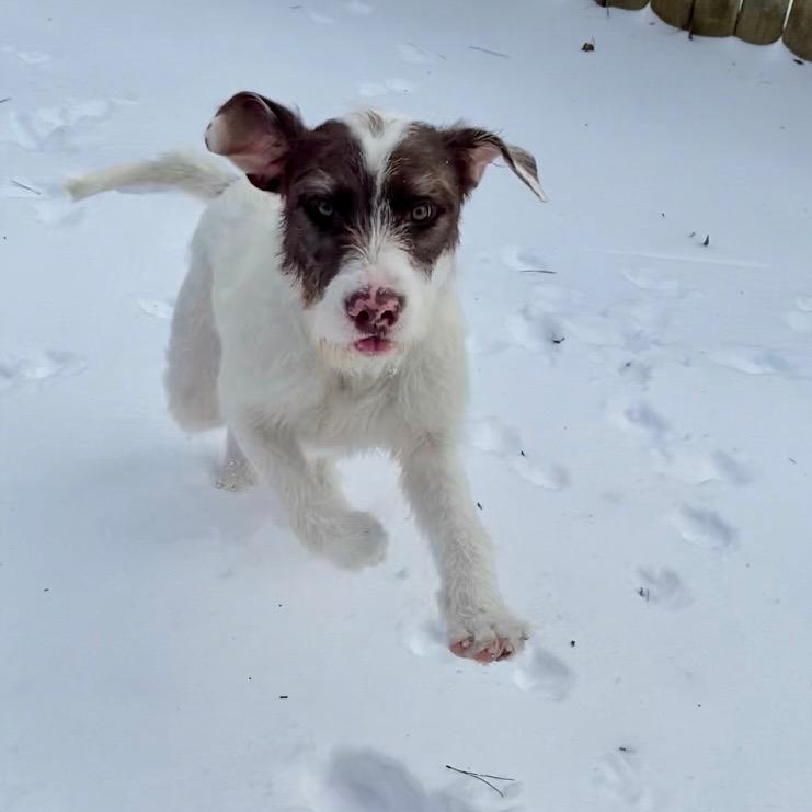 Enlarge Daphne, a Adoptable mixed breed in Austin, AR image 2/3
