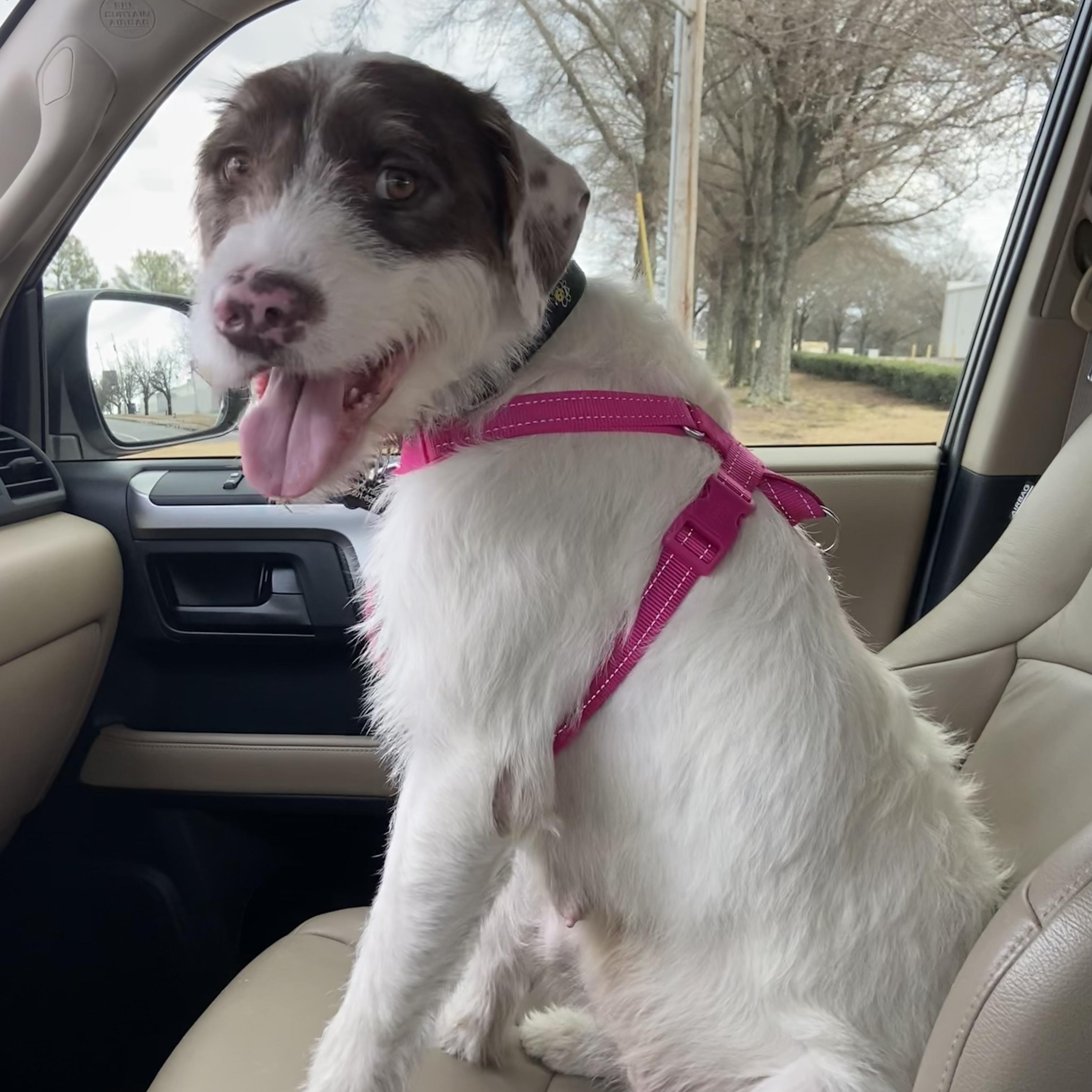 Enlarge Daphne, a Adoptable mixed breed in Austin, AR image 3/3