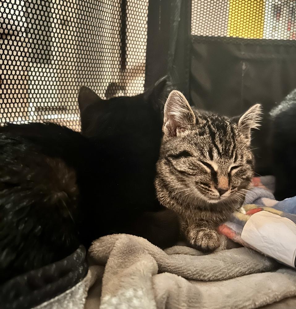 Enlarge Roxanne, a Adoptable Domestic Short Hair in Ferndale, MI image 1/5