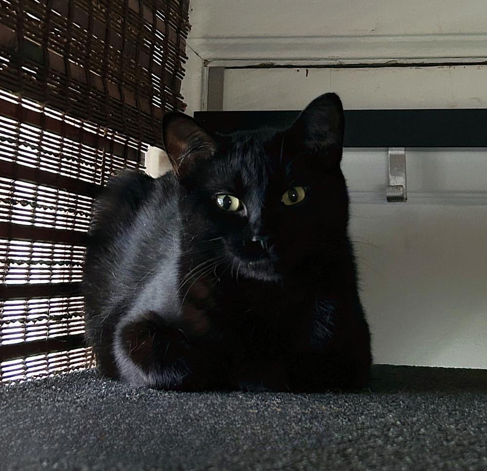 Roxanne, Adoptable, Kitten Female Domestic Short Hair.