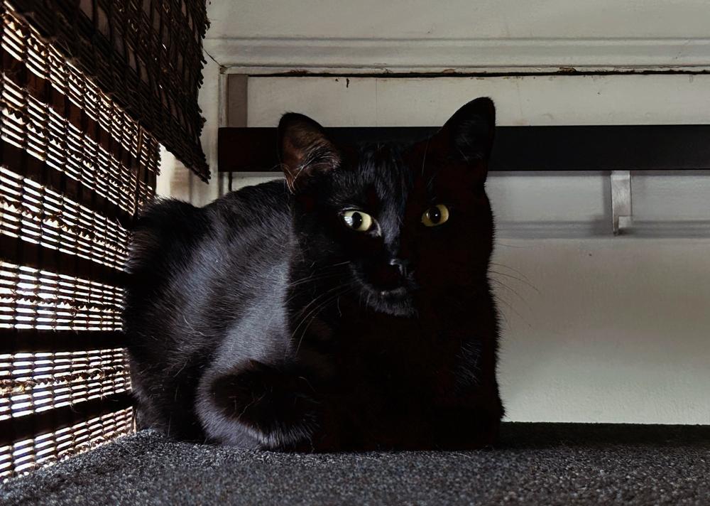 Enlarge Roxanne, a Adoptable Domestic Short Hair in Ferndale, MI image 3/5