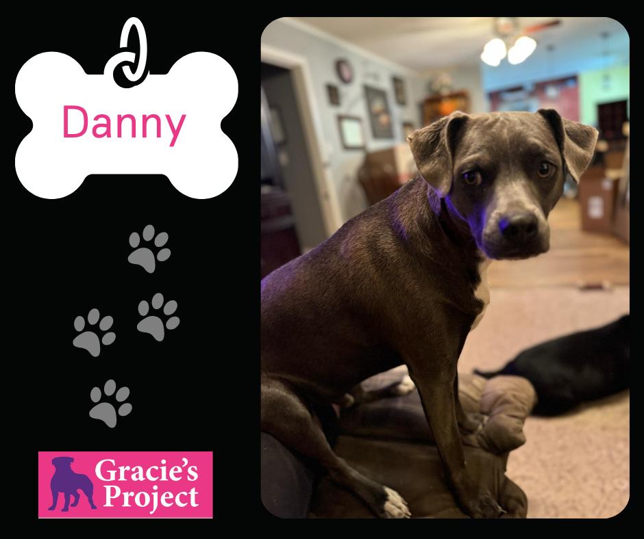 Danny, Adult Male Mixed Breed