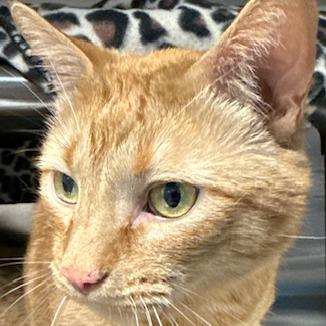 Fish, Adoptable, Adult Male Domestic Short Hair.