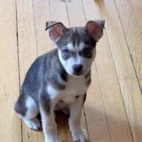 Enlarge Max, an adopted mixed breed in Mount Prospect, IL image 2/2