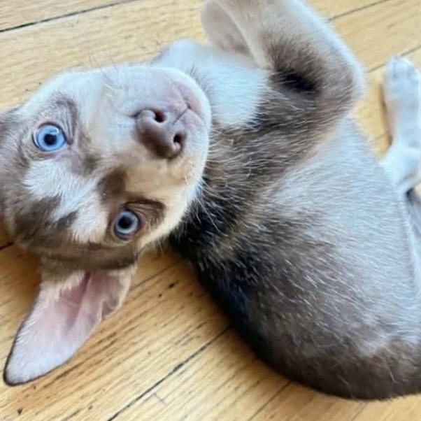 Max, adopted, Puppy Male Siberian Husky & Pit Bull Terrier.