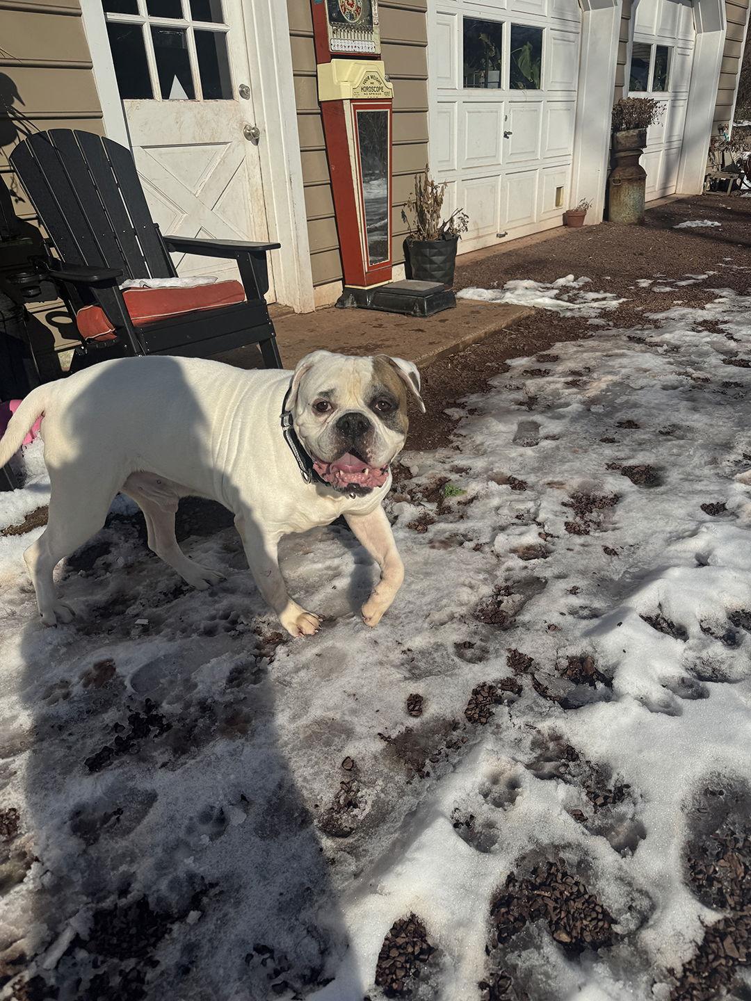 Enlarge Cotton, a Adoptable American Bulldog in New Hope, PA image 1/3
