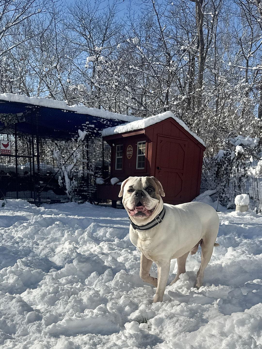 Enlarge Cotton, a Adoptable American Bulldog in New Hope, PA image 3/3