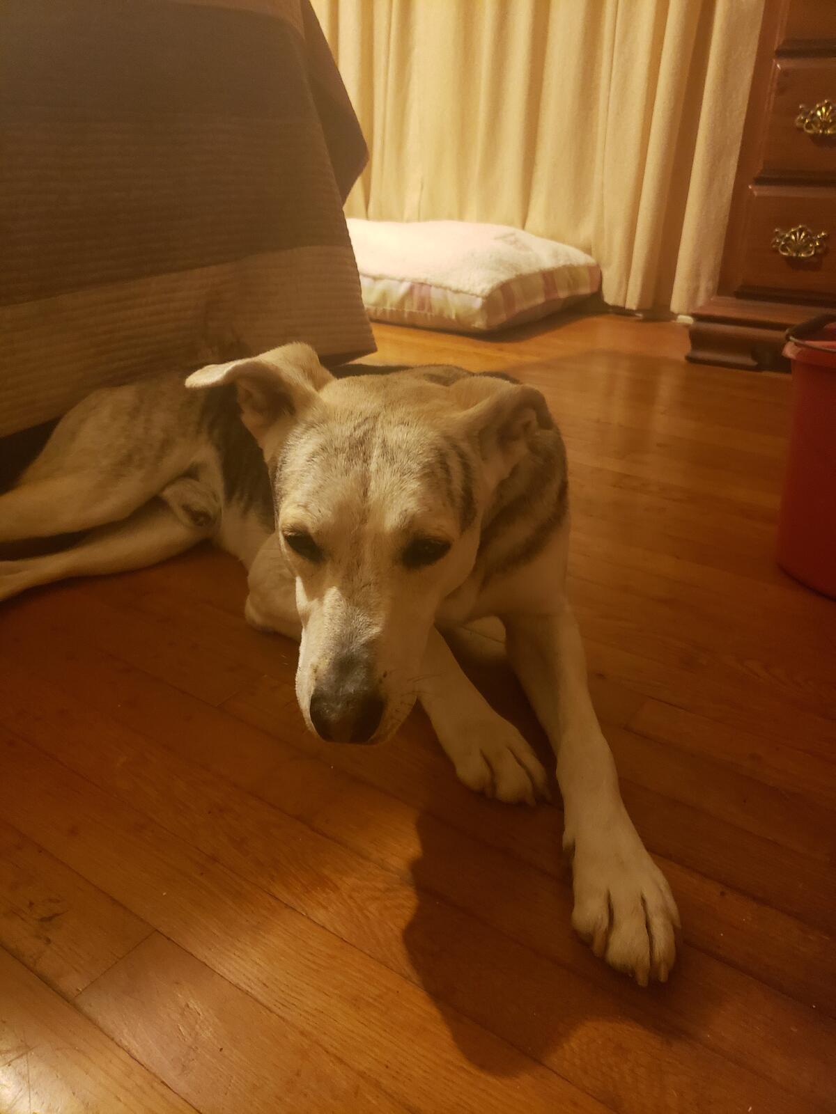 Boxie, Adopted, Adult Male German Shepherd Dog.