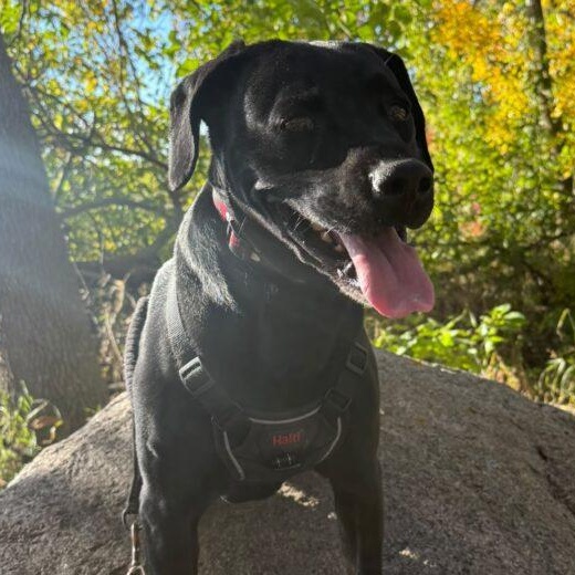 Enlarge Stubby Tubby, a Adoptable mixed breed in Morden, MB image 1/1