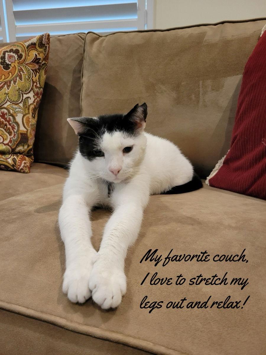 Caleb, Adoptable, Adult Male British Shorthair & Domestic Short Hair.