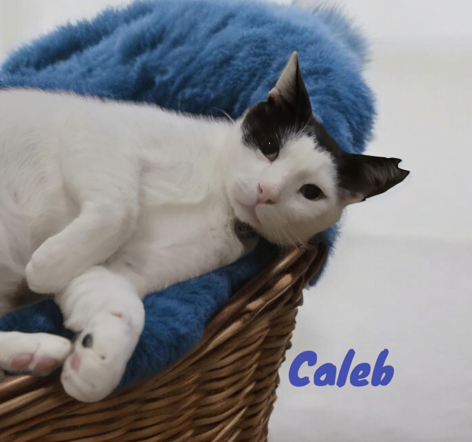 Enlarge Caleb, a Adoptable mixed breed in Hallandale, FL image 2/3