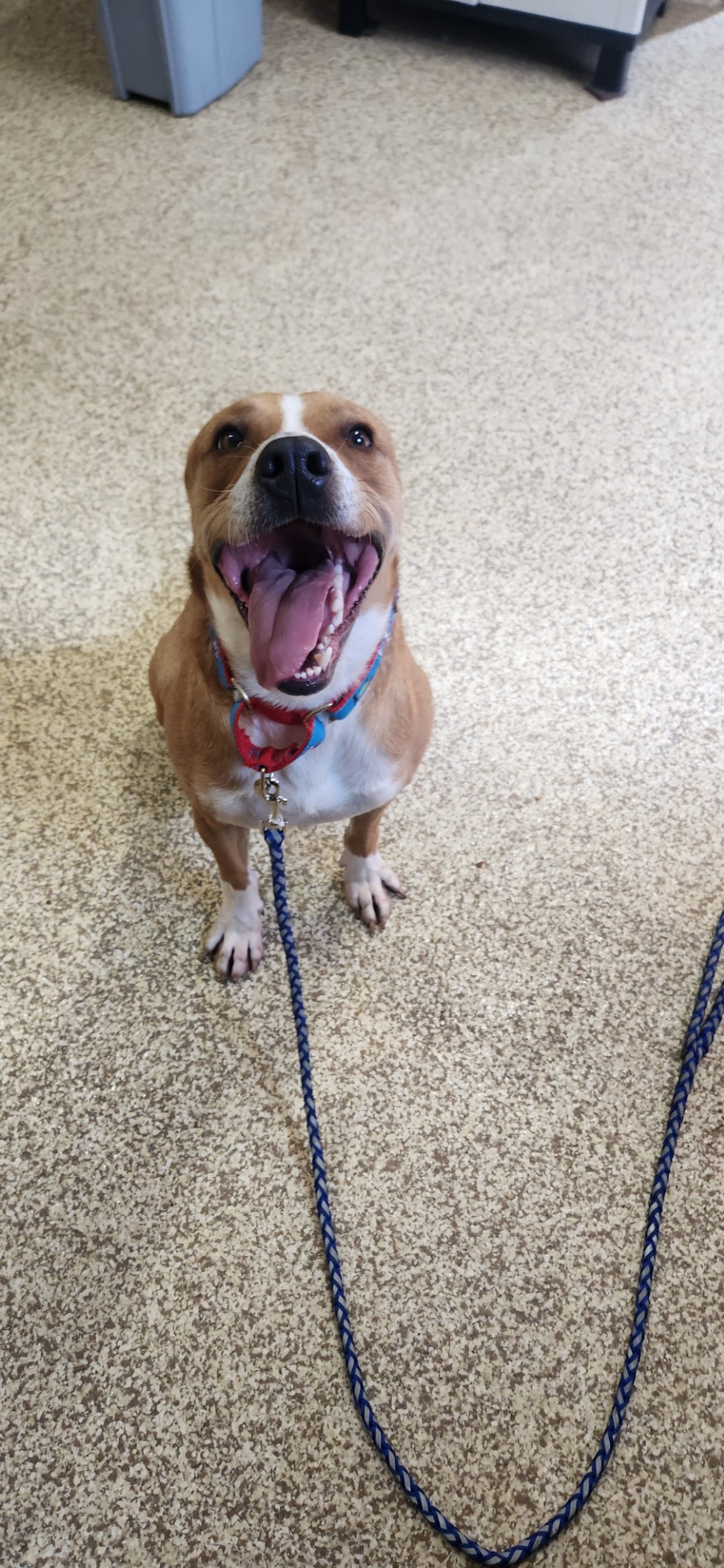 Mike!, a Adopted mixed breed in Woonsocket, RI image 1/3