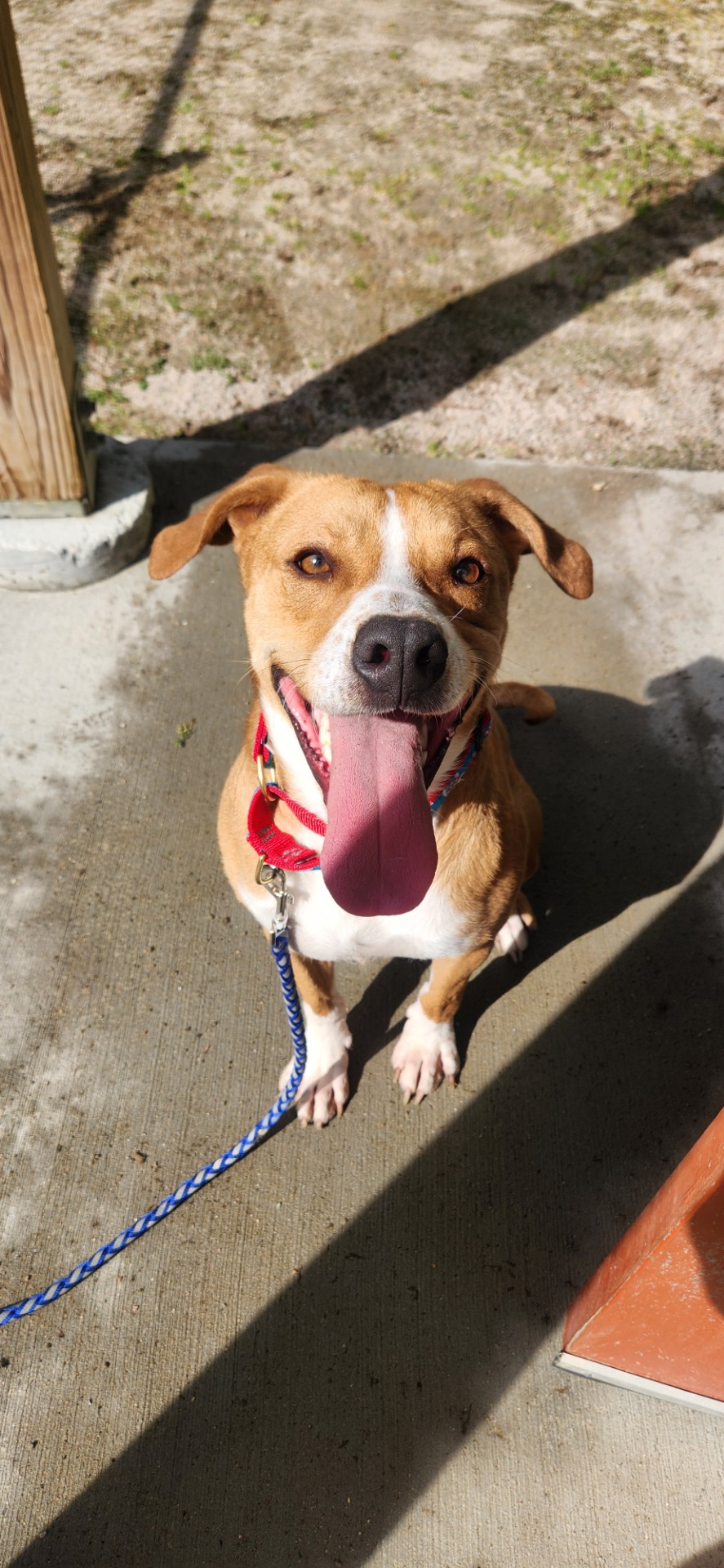 Mike!, a Adopted mixed breed in Woonsocket, RI image 2/3