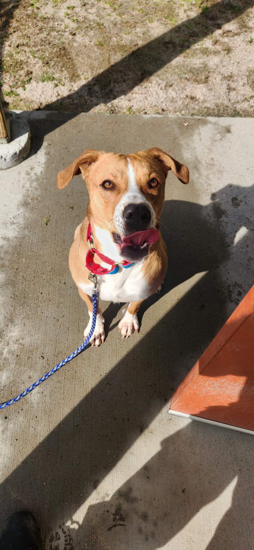 Mike!, a Adopted mixed breed in Woonsocket, RI image 3/3