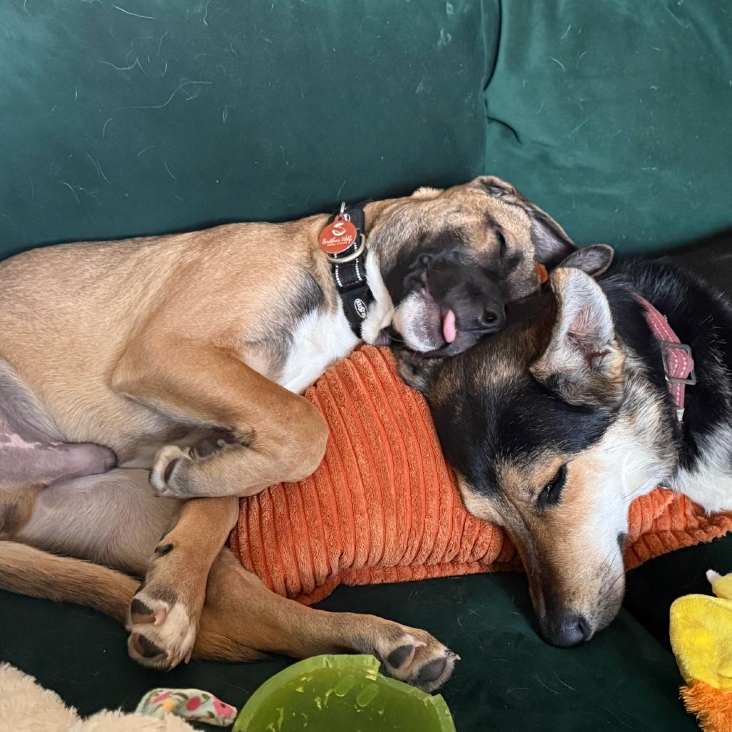 Mayweather, Adoptable, Puppy Male Mixed Breed.